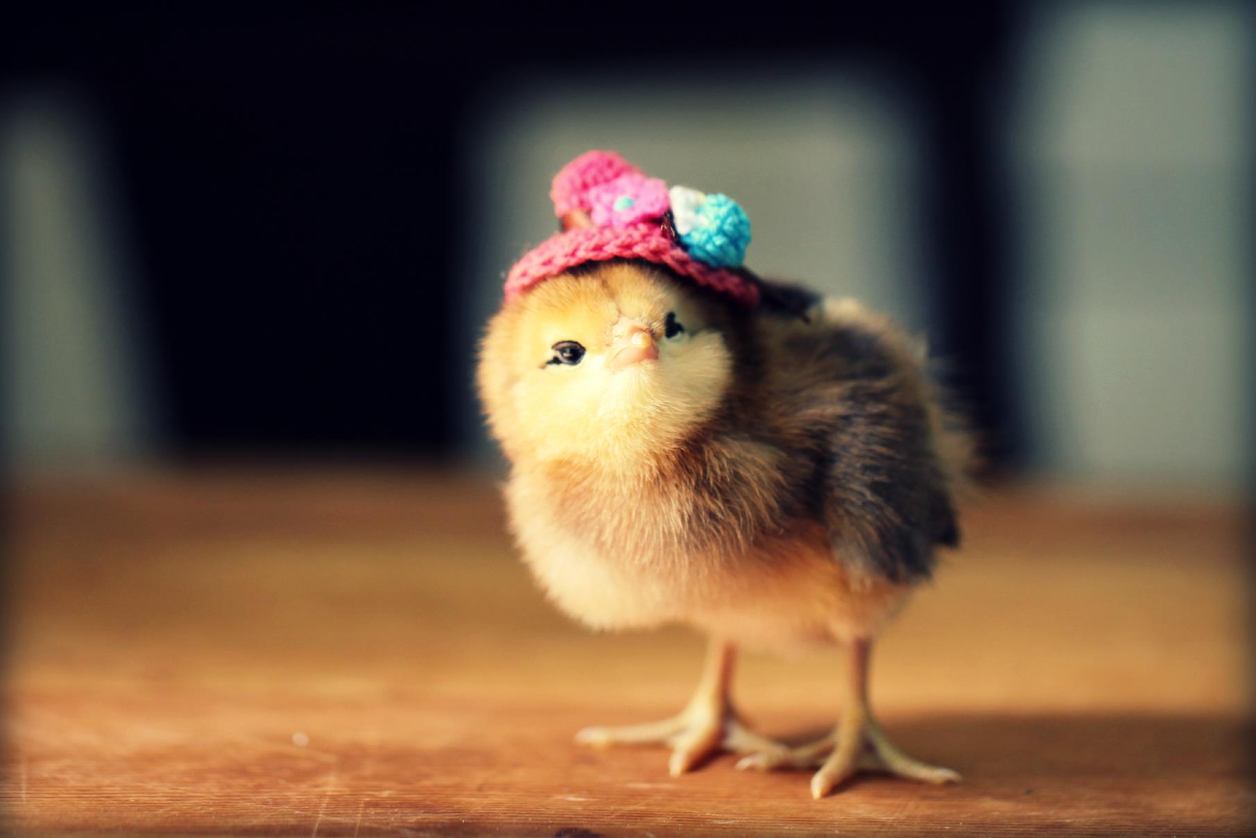 Очаровательные цыплята в забавных шляпках 