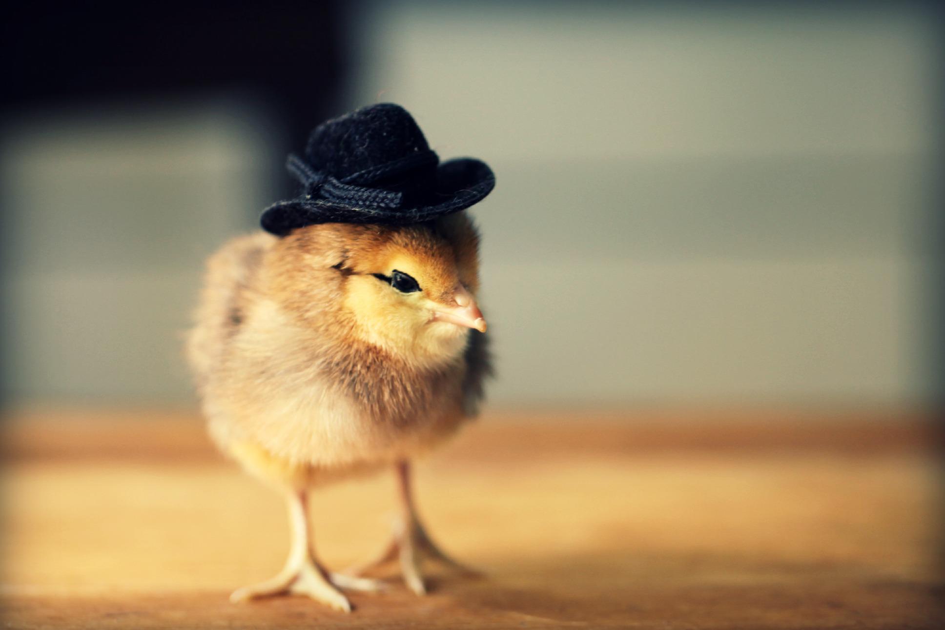Очаровательные цыплята в забавных шляпках 