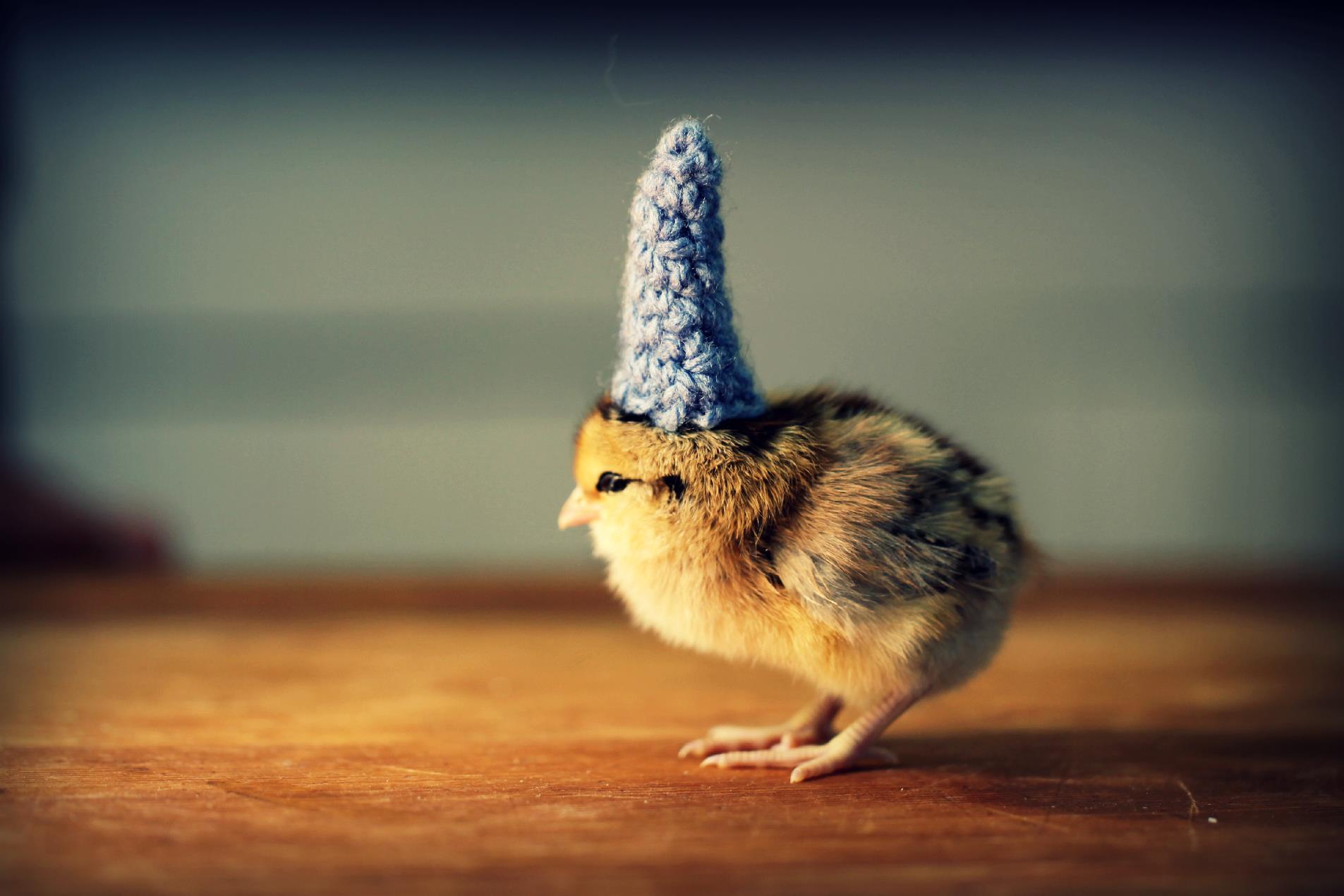 Цыплята, забавные, шляпки,шляпы, милые, Chicks in Hats, Джулия Парсонс, Julie Parsons