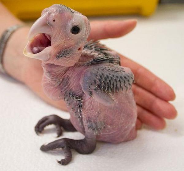 Удивительные, находки, в бюстгальтерах,женщины,таможня,конфискат