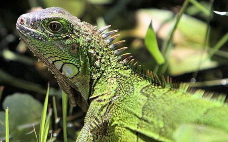 Удивительные, находки, в бюстгальтерах,женщины,таможня,конфискат