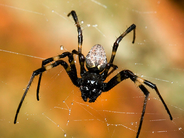 6 , необычные способы, использование, животными, гениталий, пауки, клоп, черви, летучие мыши