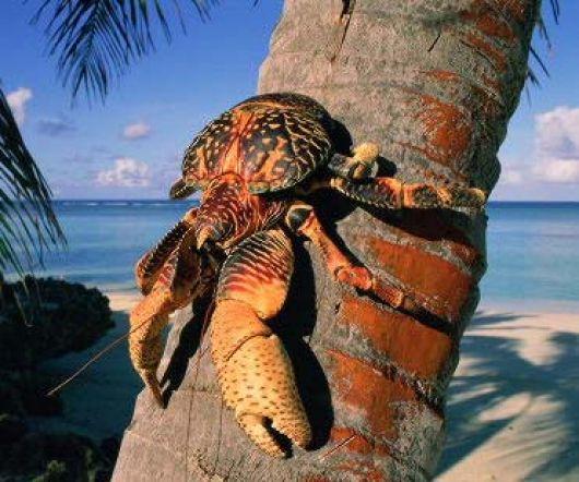 Гигант среди собратьев!