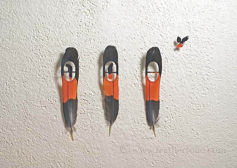 Перья-источник вдохновения Криса Мэйнарда Крис Мэйнард, перьевое искусство, птицы из перьев