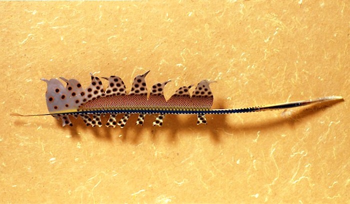 Перья-источник вдохновения Криса Мэйнарда Крис Мэйнард, перьевое искусство, птицы из перьев