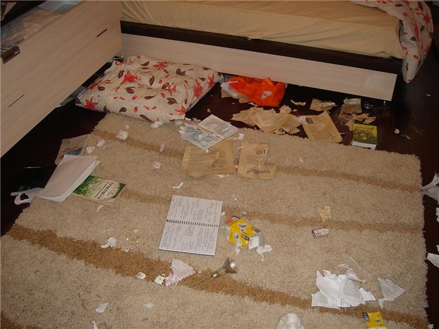 лабрадоры, грызут, шкодничают