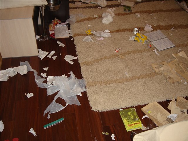 лабрадоры, грызут, шкодничают