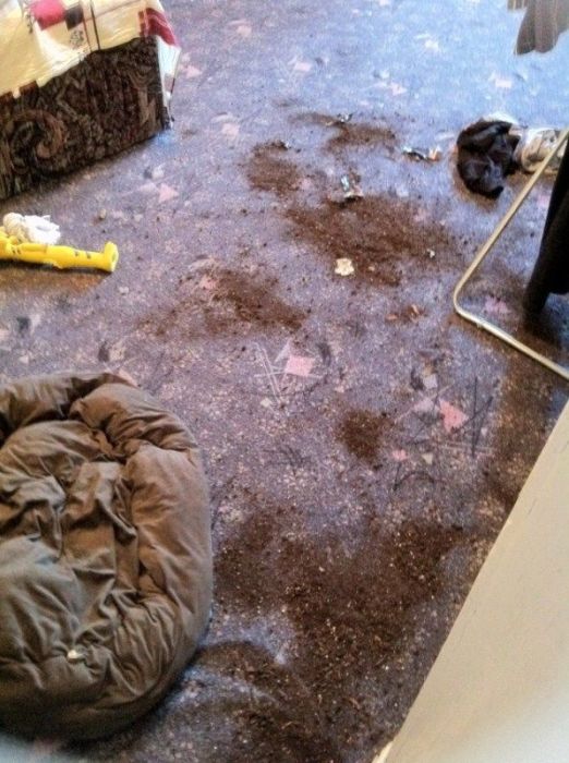 лабрадоры, грызут, шкодничают