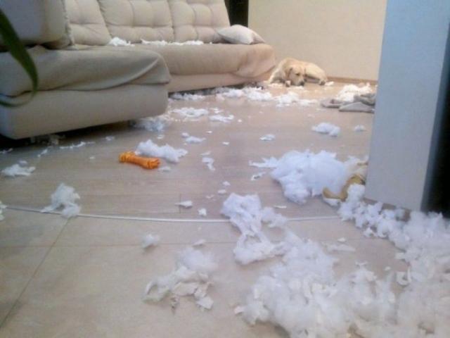 лабрадоры, грызут, шкодничают