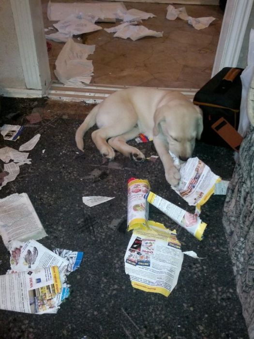 лабрадоры, грызут, шкодничают