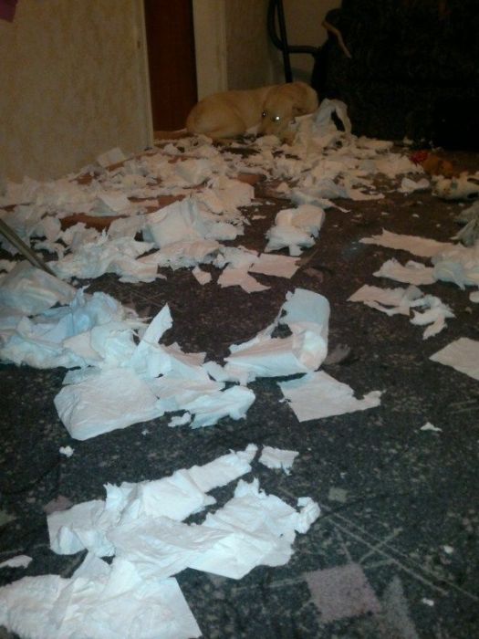 лабрадоры, грызут, шкодничают