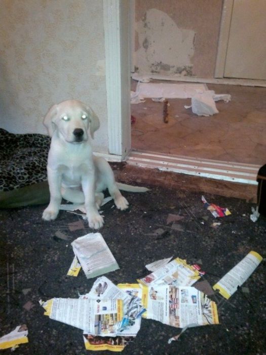 лабрадоры, грызут, шкодничают