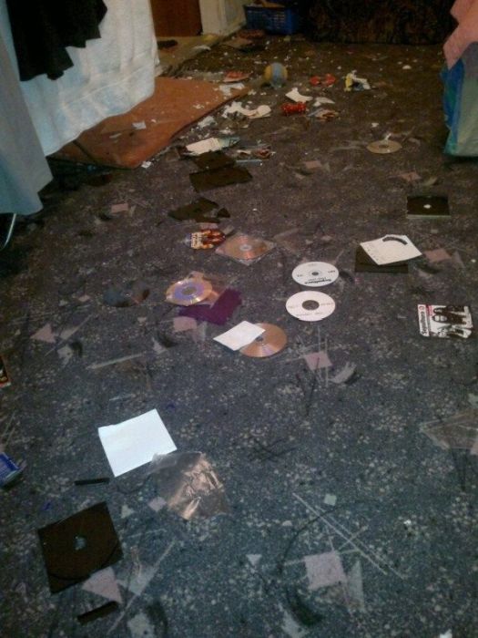 лабрадоры, грызут, шкодничают