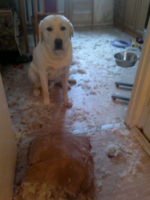 лабрадоры, грызут, шкодничают