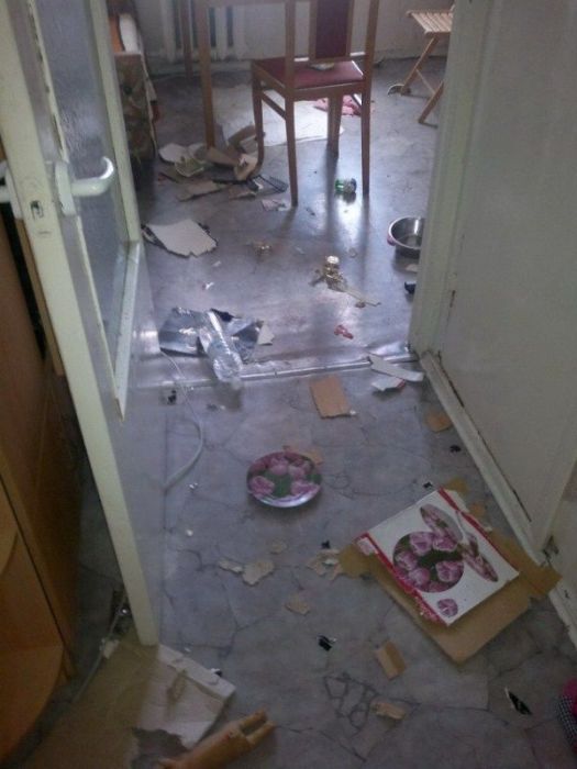 лабрадоры, грызут, шкодничают