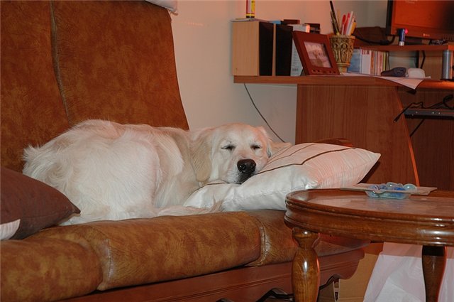 лабрадоры, грызут, шкодничают