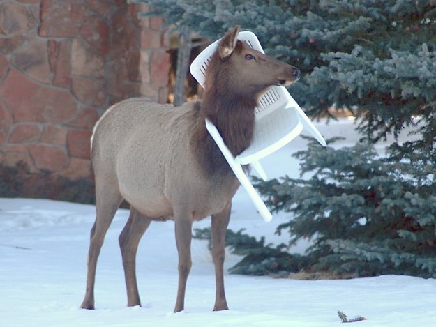 Животные, смешные, анимация, гифки, gif, фото