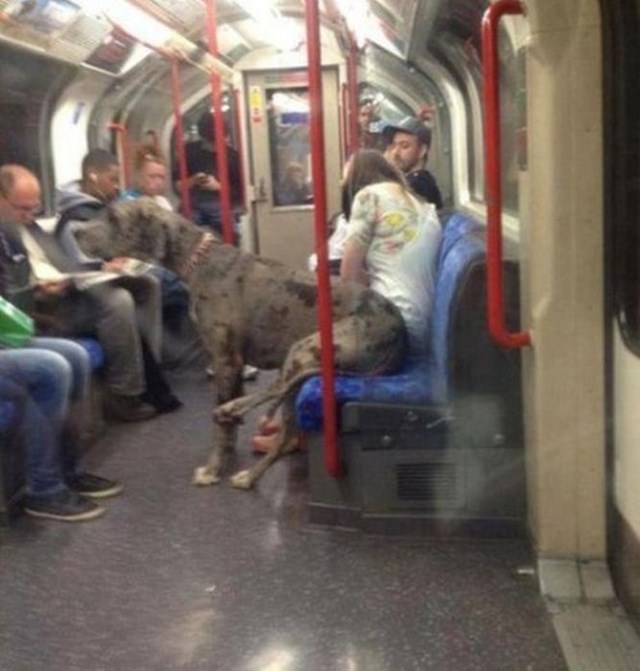 метро, общественный транспорт,странные пассажиры,люди 