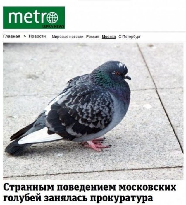 Смешные. надписи, объявления, реклама