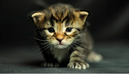 Коллекция коротких видеороликов с животными-воришками взятых с поличным Коллекция, короткие, видеороликов,видео, животные, воришки