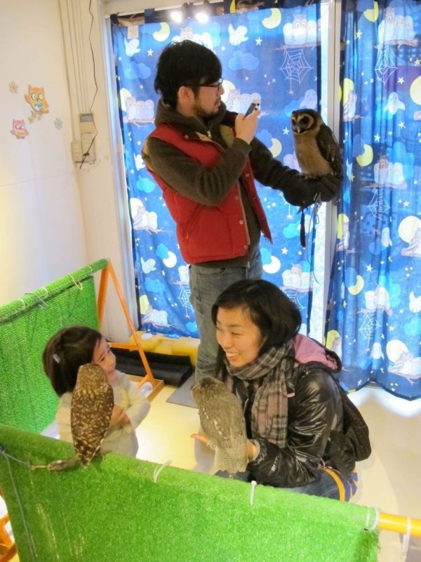 «The Owl Cafe» - японское кафе для любителей сов «The Owl Cafe»,япония,кафе для любителей сов, кафе сов, совиное кафе
