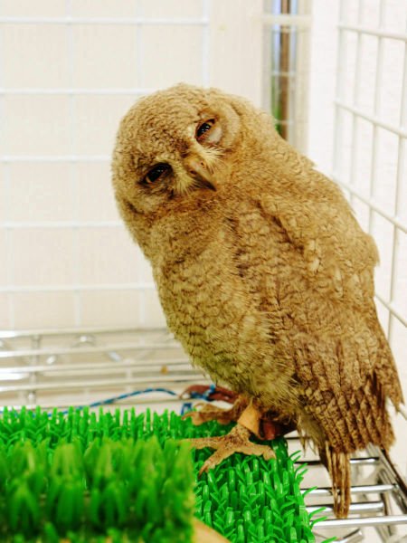 «The Owl Cafe» - японское кафе для любителей сов «The Owl Cafe»,япония,кафе для любителей сов, кафе сов, совиное кафе