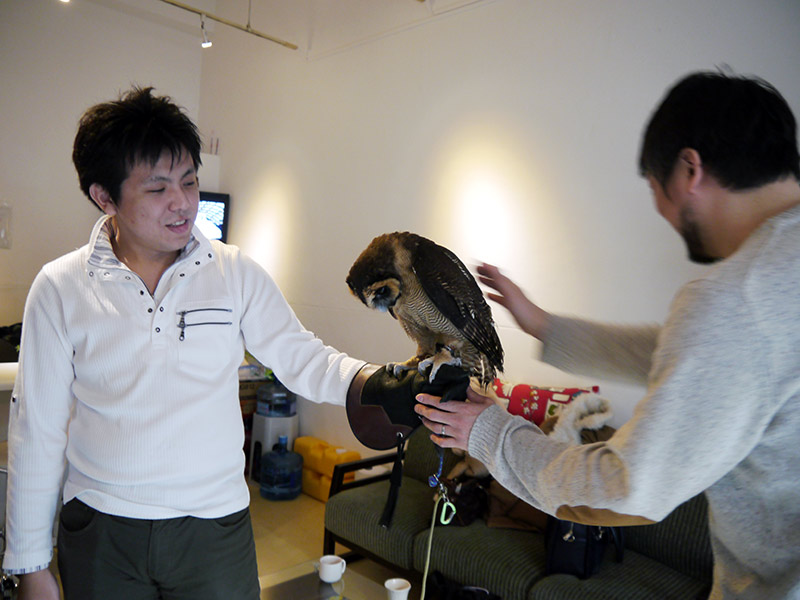 «The Owl Cafe» - японское кафе для любителей сов «The Owl Cafe»,япония,кафе для любителей сов, кафе сов, совиное кафе