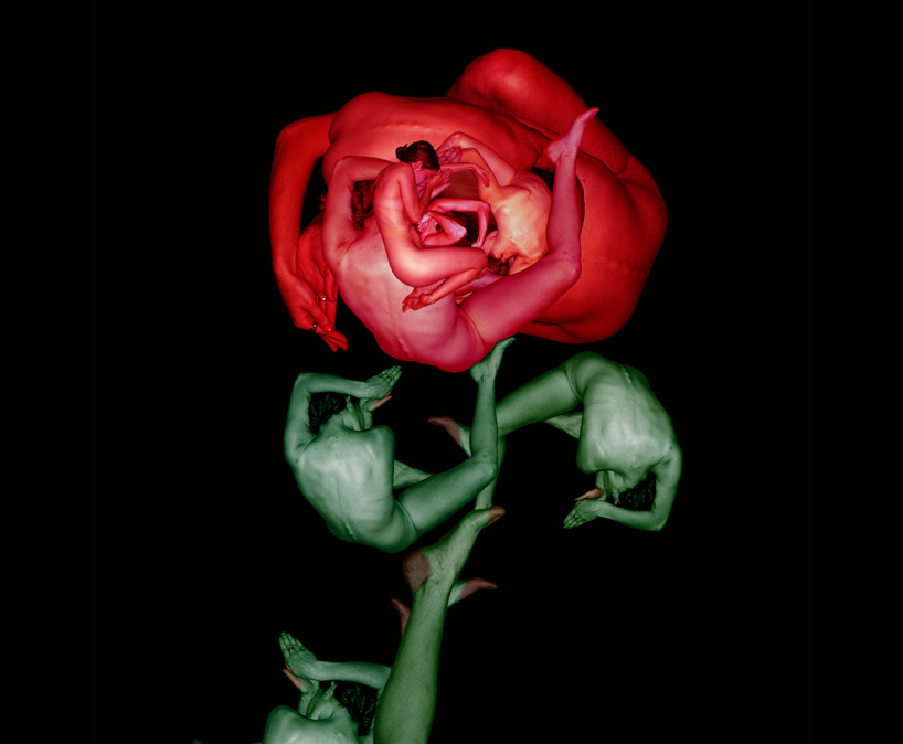 Сесилия Уэббер, картины из тел