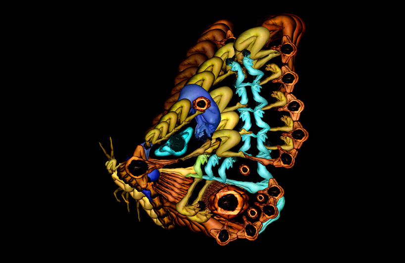 Сесилия Уэббер, картины из тел