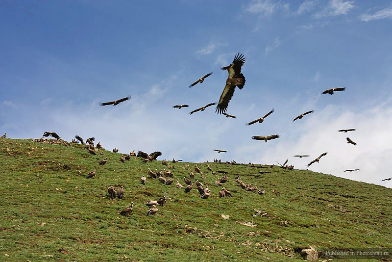 похороны,тибет, небесное погребение,ритуал