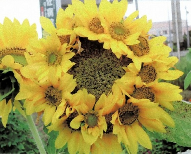 Цветы мутанты, растения мутанты, мутации среди растений