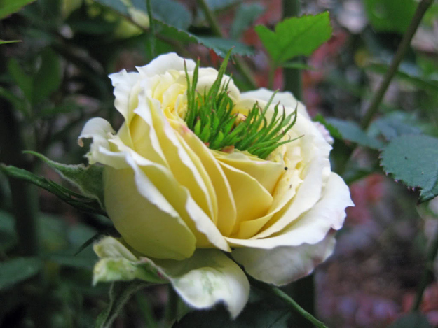 Цветы мутанты, растения мутанты, мутации среди растений