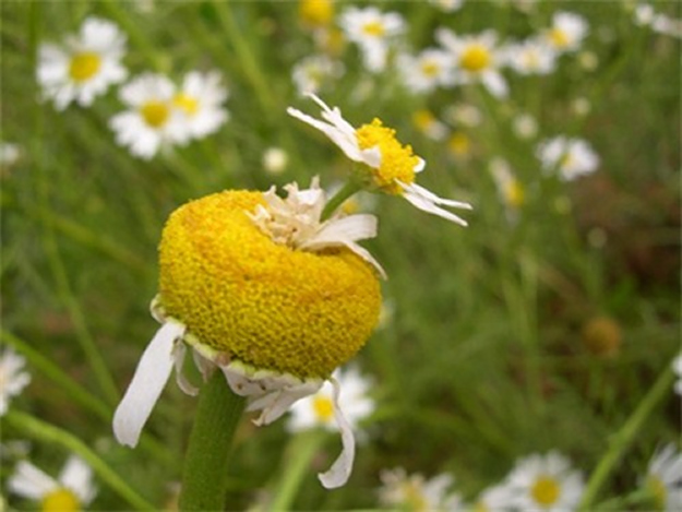 Цветы мутанты, растения мутанты, мутации среди растений