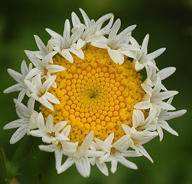 Цветы мутанты, растения мутанты, мутации среди растений