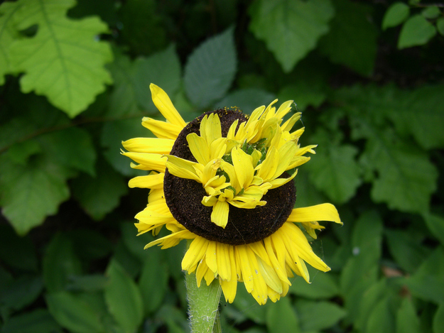 Цветы мутанты, растения мутанты, мутации среди растений