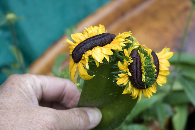 Цветы мутанты, растения мутанты, мутации среди растений