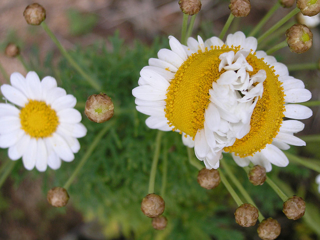 Цветы мутанты, растения мутанты, мутации среди растений