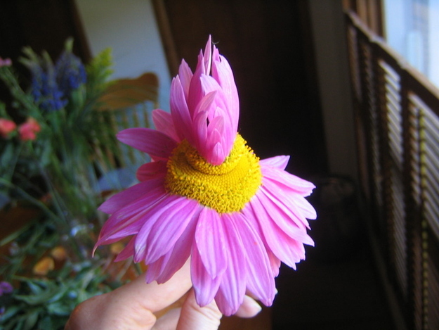 Цветы мутанты, растения мутанты, мутации среди растений