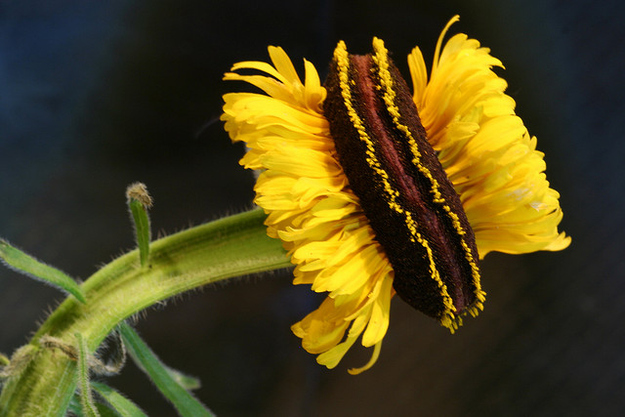Цветы мутанты, растения мутанты, мутации среди растений