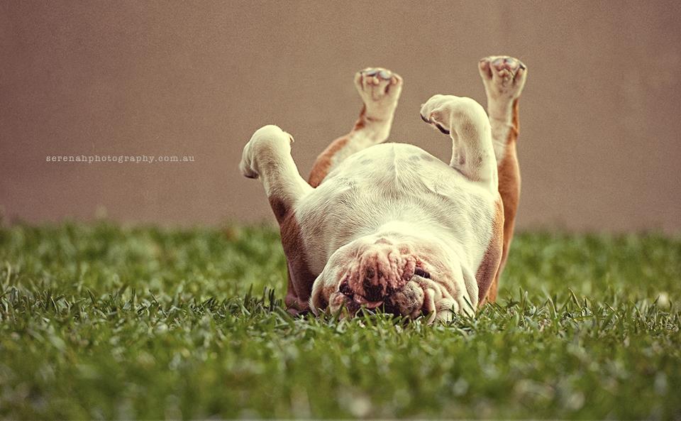 Серена Ходсон, собаки