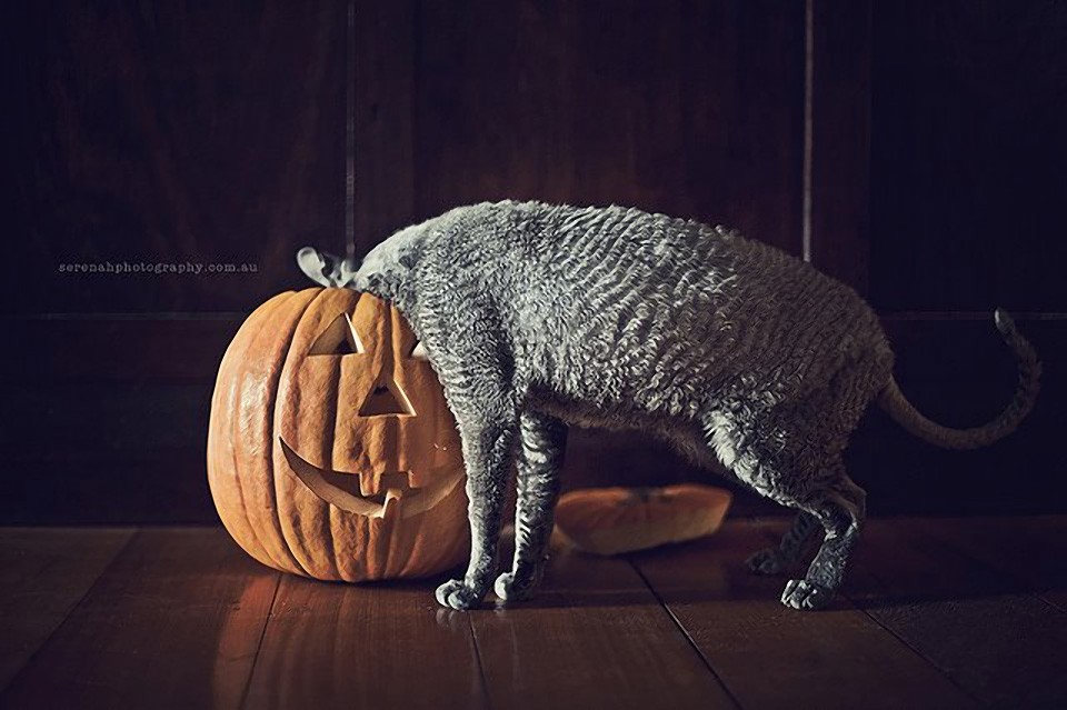 Серена Ходсон, собаки