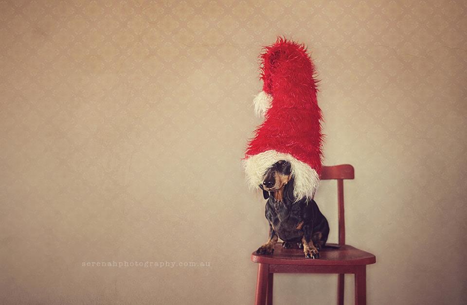 Серена Ходсон, собаки