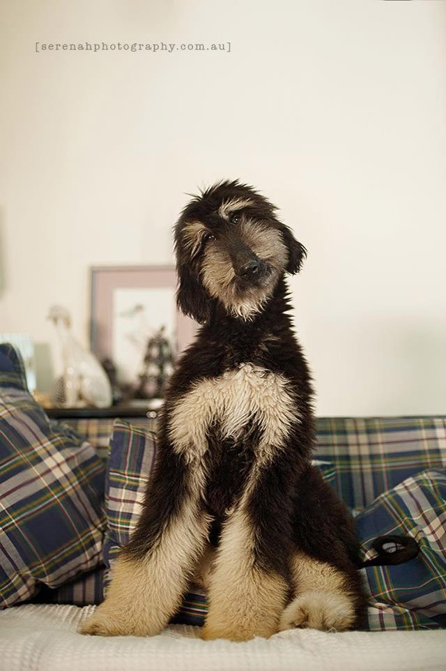 Серена Ходсон, собаки