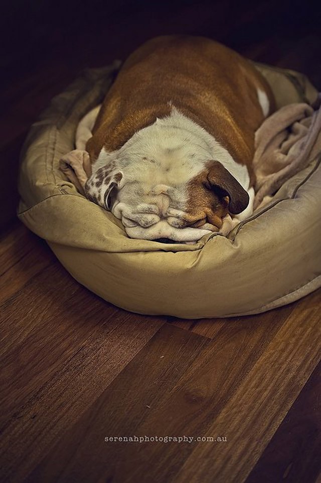 Серена Ходсон, собаки