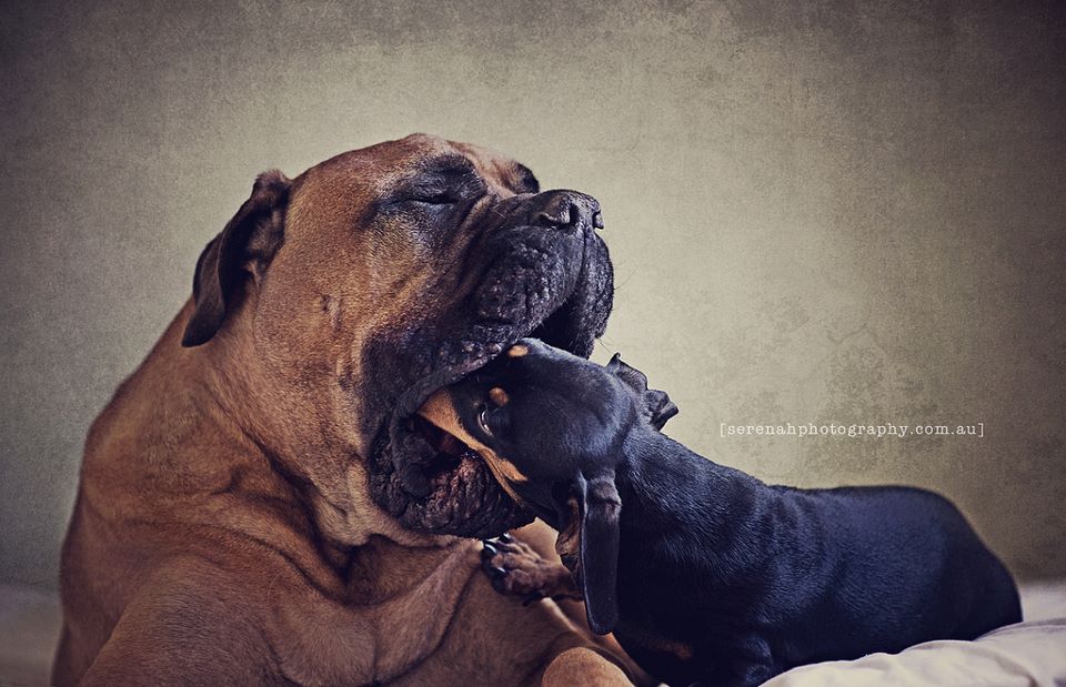 Серена Ходсон, собаки