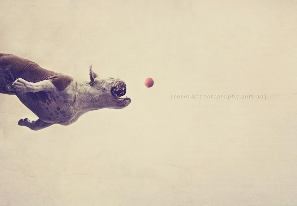 Серена Ходсон, собаки