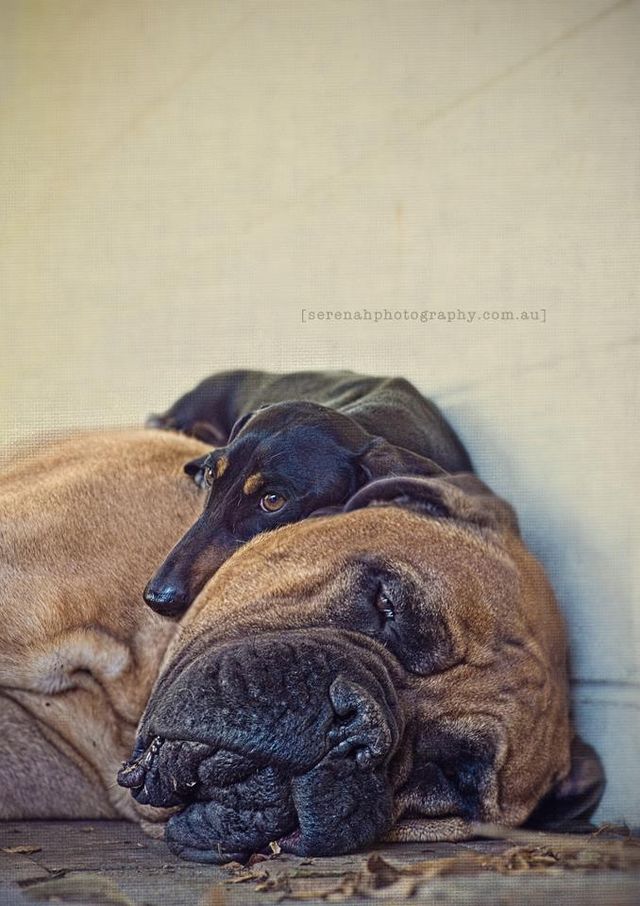 Серена Ходсон, собаки