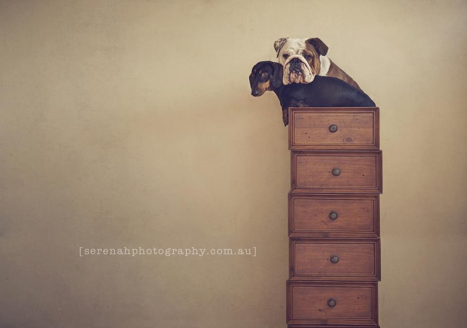 Серена Ходсон, собаки