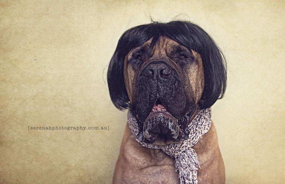 Серена Ходсон, собаки