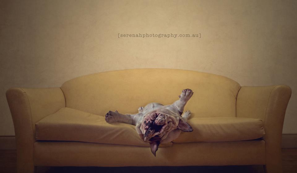 Серена Ходсон, собаки